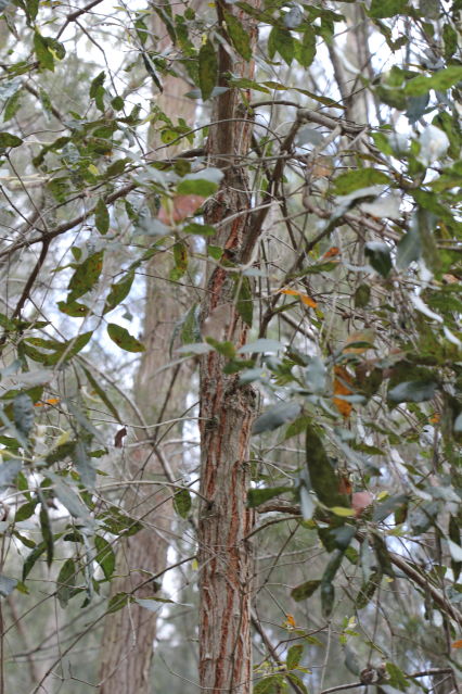 Syncarpia glomulifera