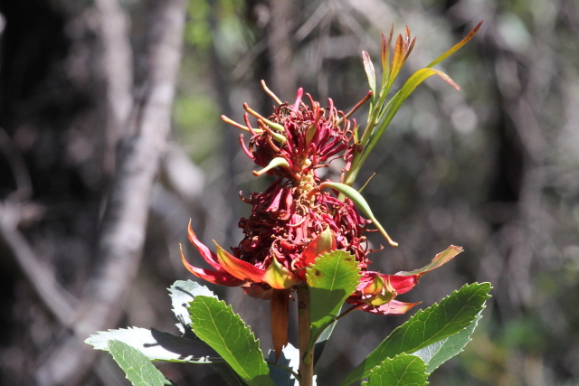 Telopea speciosissima