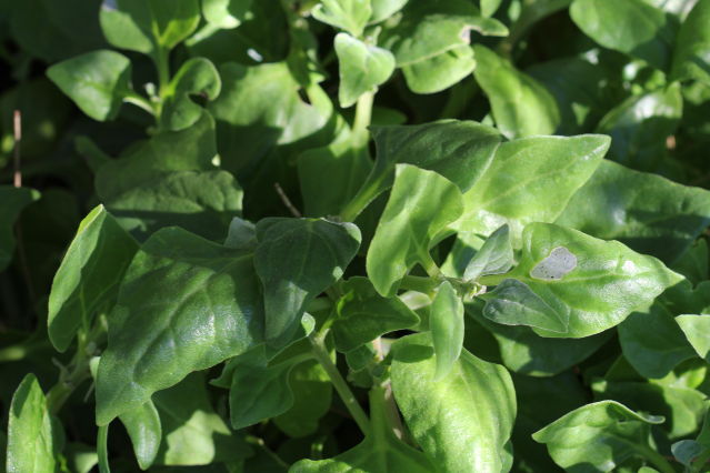 Tetragonia tetragonioides