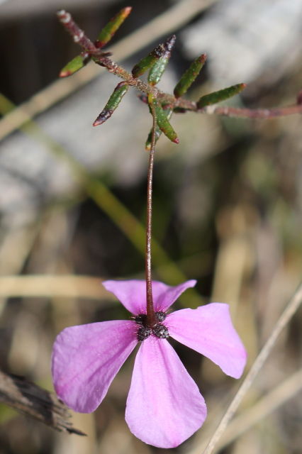 Tetratheca ericifolia