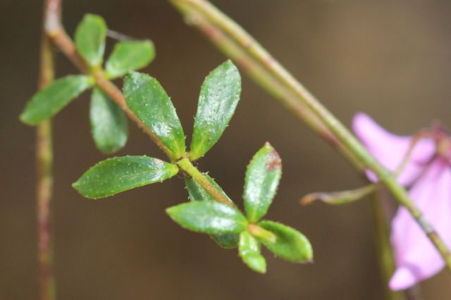 Tetratheca thymifolia