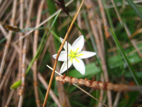 Thelionema umbellatum