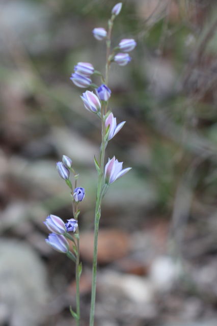 Thelymitra ixioides
