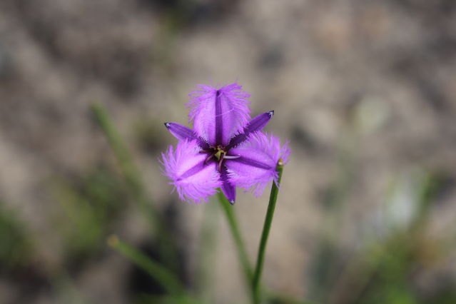 Thysanotus tuberosus