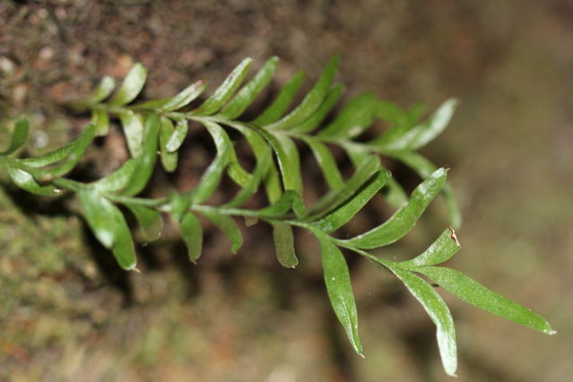 Tmesipteris truncata