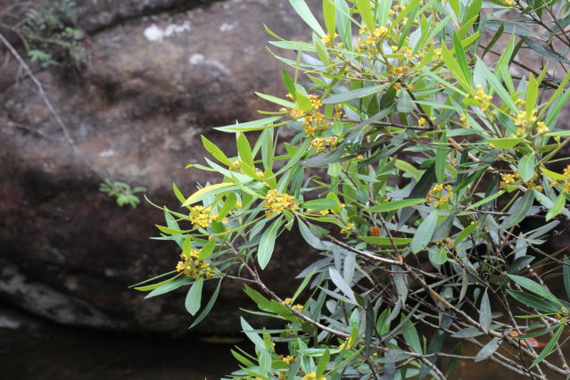 Tristaniopsis laurina