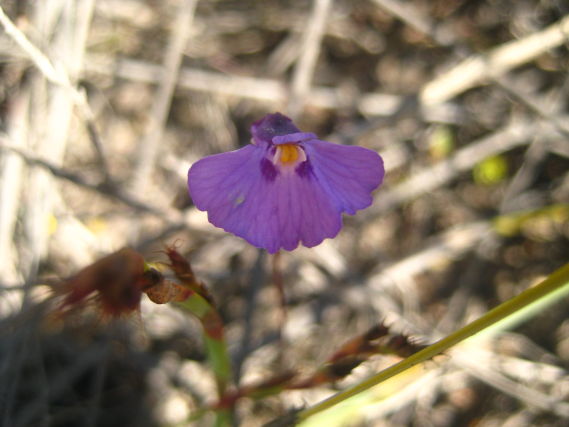 Utricularia uniflora