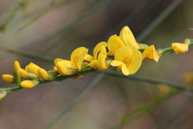 Viminaria juncea