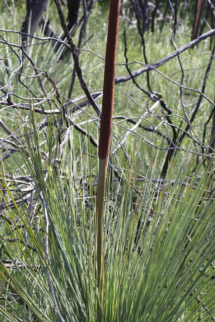 Xanthorrhoea
