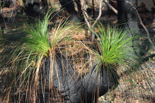 Xanthorrhoea