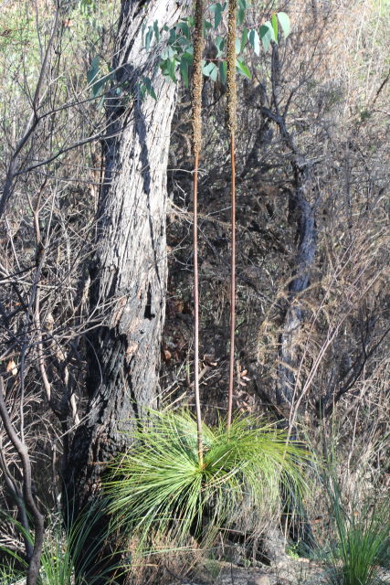 Xanthorrhoea