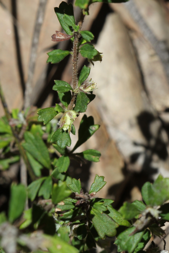 Xanthosia tridentata