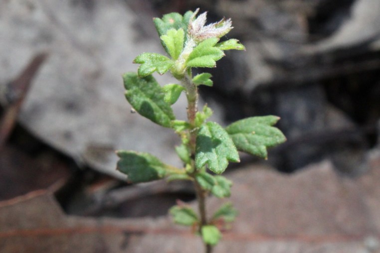 Xanthosia tridentata