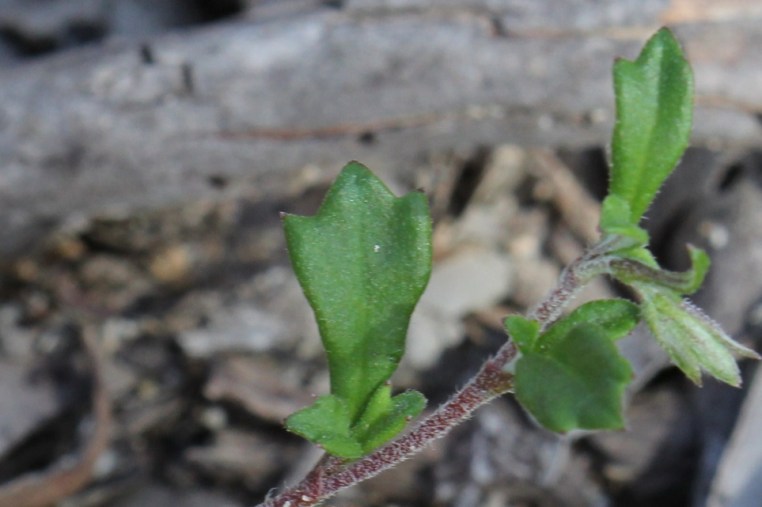 Xanthosia tridentata