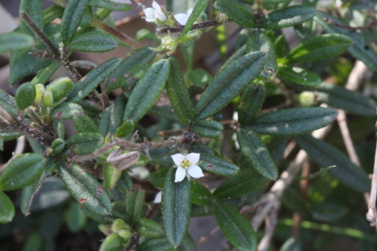 Zieria pilosa