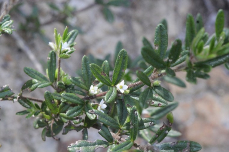 Zieria pilosa