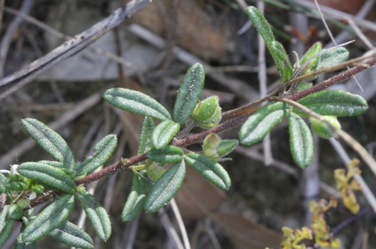 Zieria pilosa