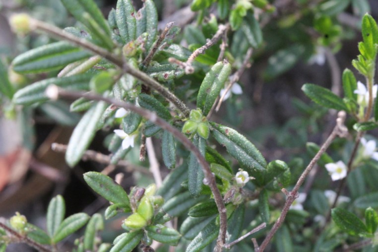 Zieria pilosa