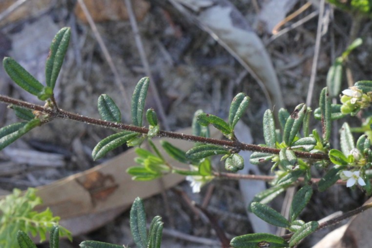 Zieria pilosa