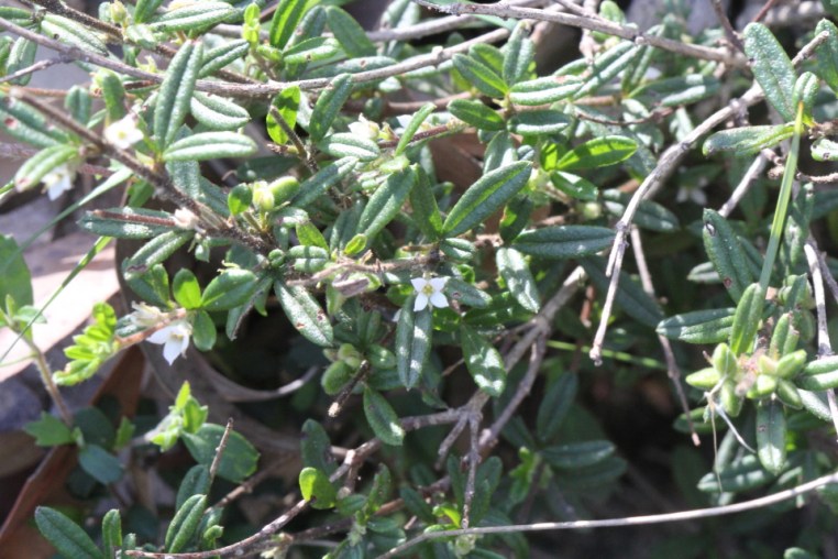 Zieria pilosa
