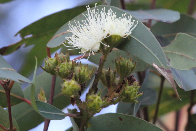 Angophora costata