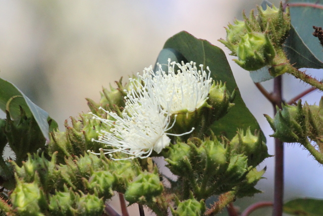 Angophora costata