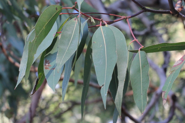 Angophora costata