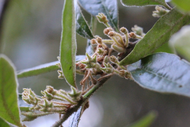 Asterolasia correifolia