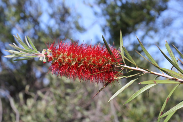Callistemon citrinus