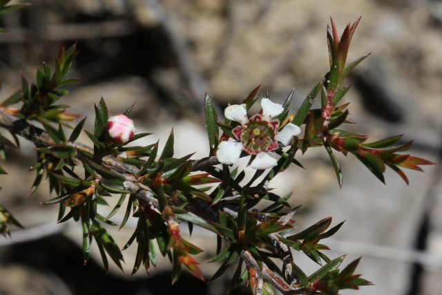 Leptospermum arachnoides