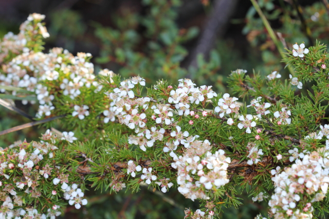 Leptospermum arachnoides