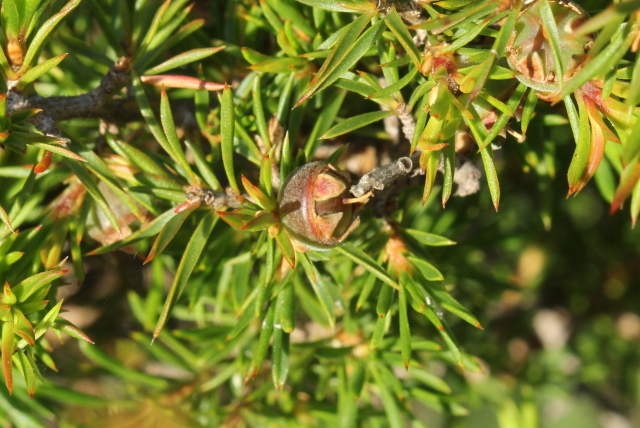 Leptospermum arachnoides
