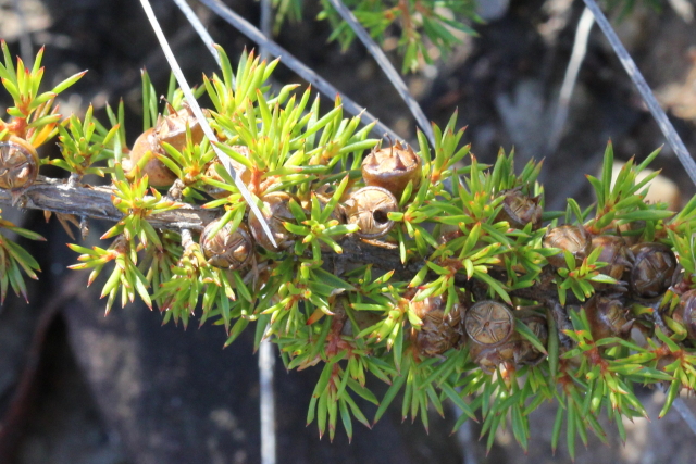 Leptospermum arachnoides