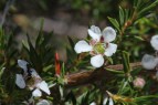 Leptospermum arachnoides