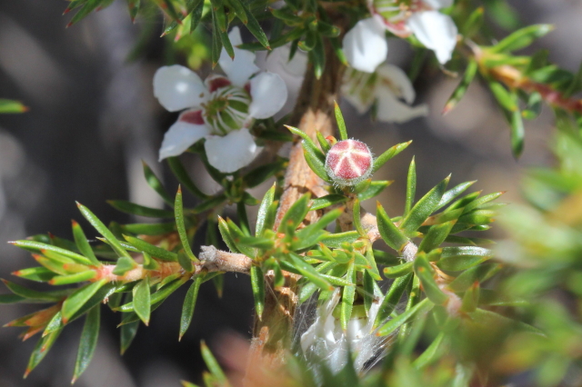 Leptospermum arachnoides