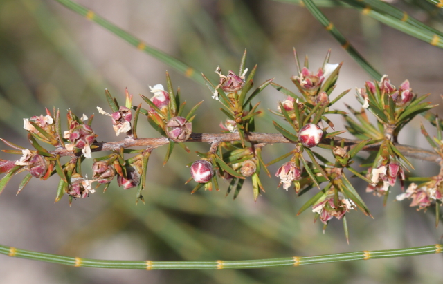 Leptospermum arachnoides