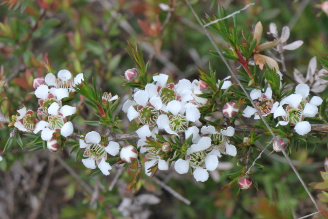 Leptospermum arachnoides