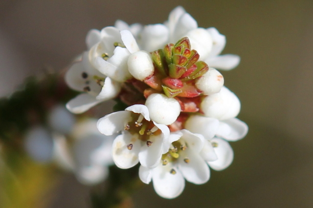 Micromyrtus ciliata