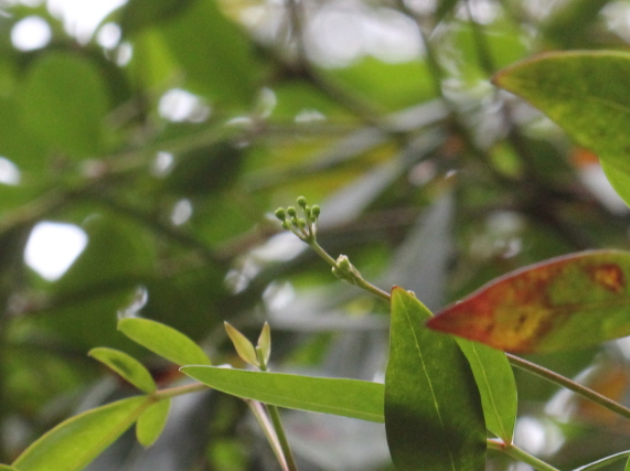 Polyscias sambucifolia