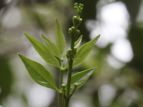 Polyscias sambucifolia