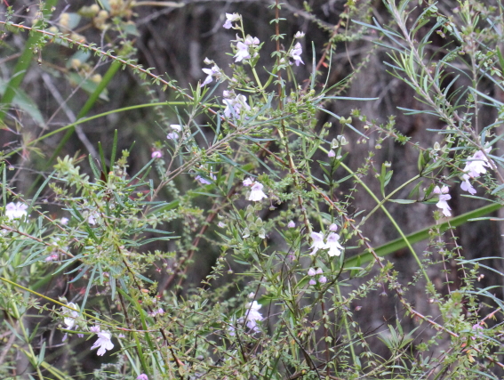 Prostanthera linearis