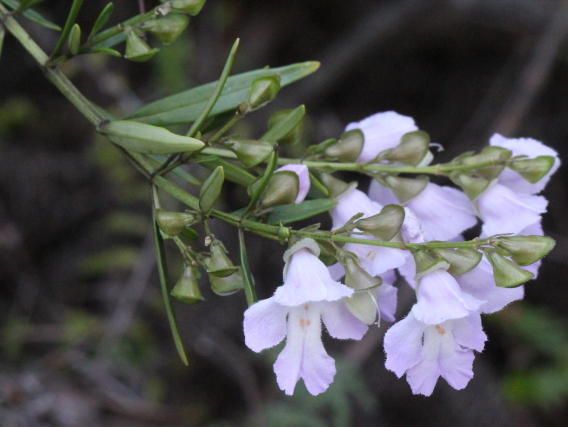 Prostanthera linearis