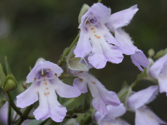 Prostanthera linearis
