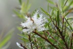 Melaleuca linariifolia
