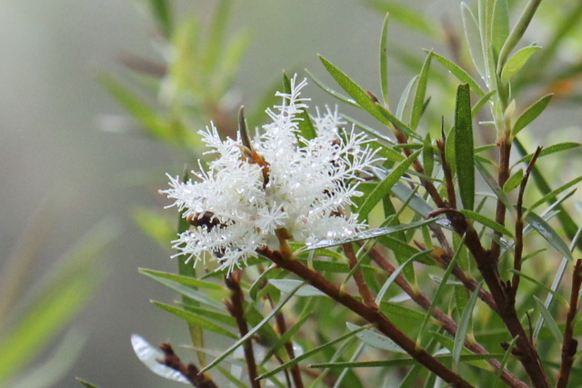 Melaleuca linariifolia