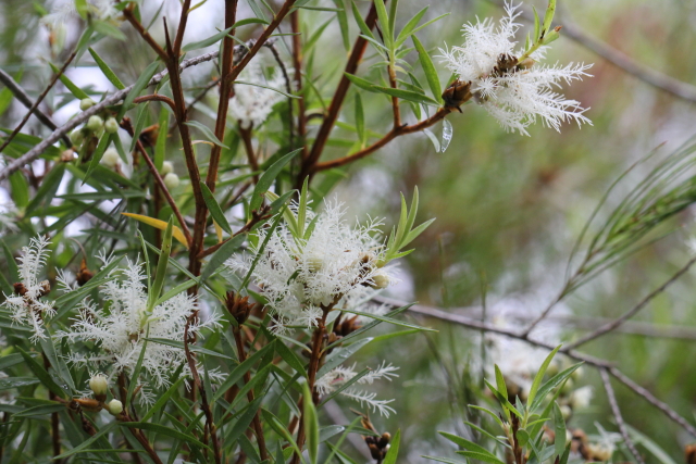 Melaleuca linariifolia