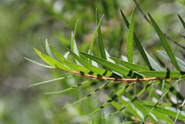 Melaleuca linariifolia