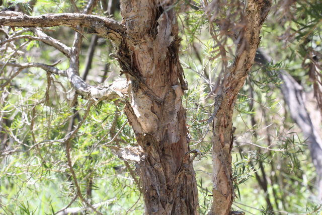 Melaleuca linariifolia