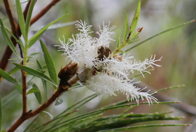 Melaleuca linariifolia