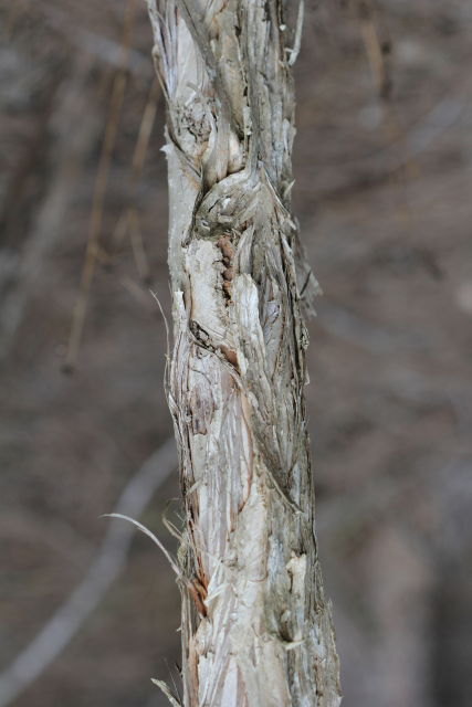 Melaleuca linariifolia